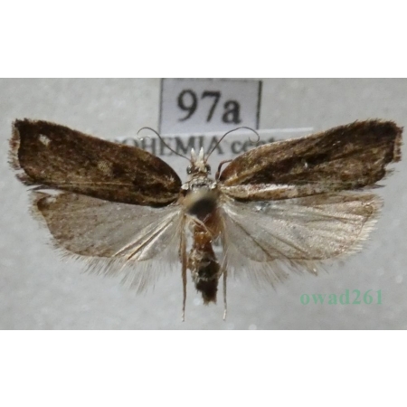 Acleris cristana (Denis & Schiffermüller, 1775) Czech97a